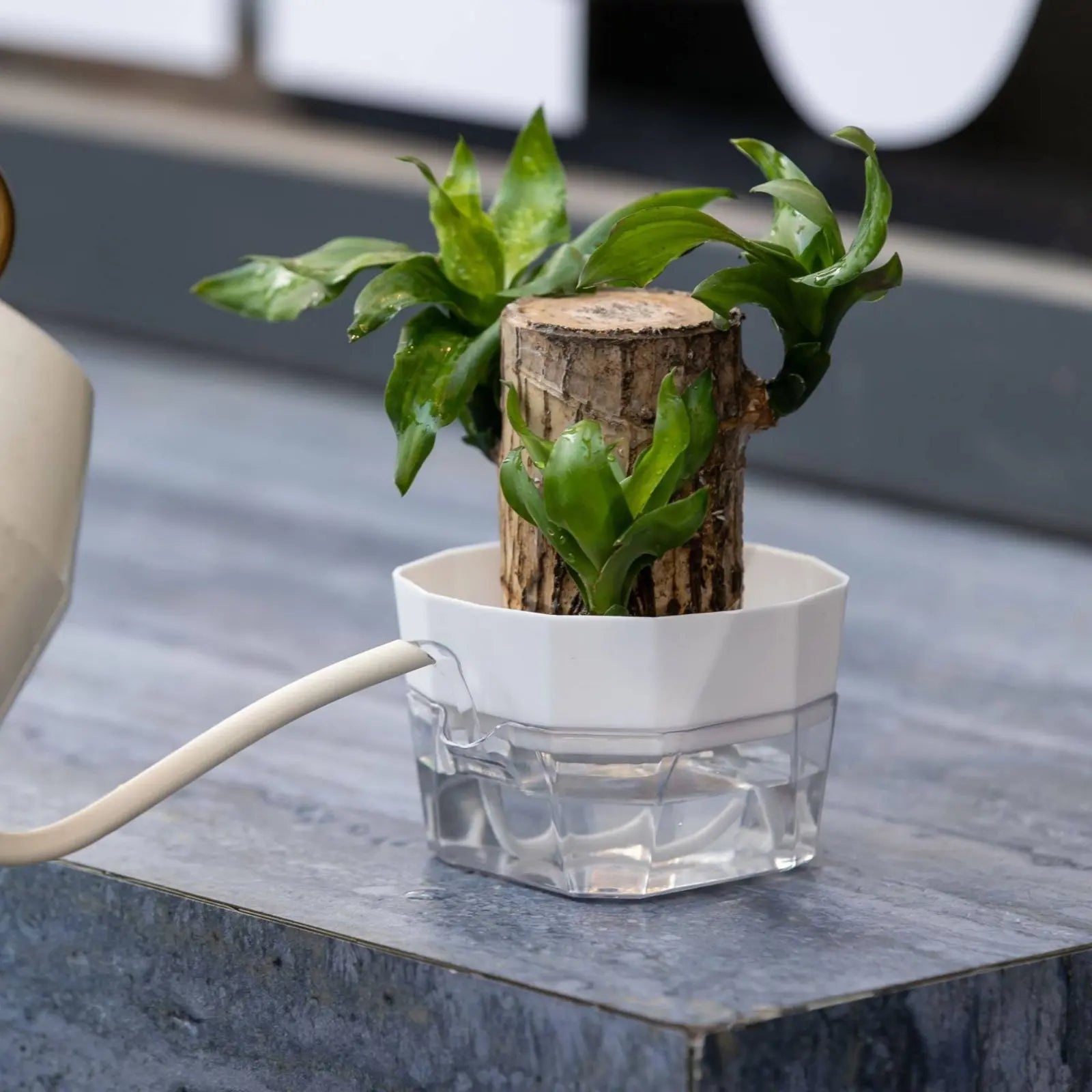 Vase Hydroponique à 2 Niveaux - Pot à Arrosage Automatique pour Bulbes et Plantes
